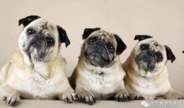 策划巴哥最新爆料视频,揭秘策划背后的秘密与惊喜