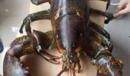 龙虾最新爆料视频大全,揭秘幕后真相，精彩瞬间大盘点