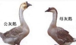 大鹅最新爆料图片,神秘图片揭秘惊人真相！